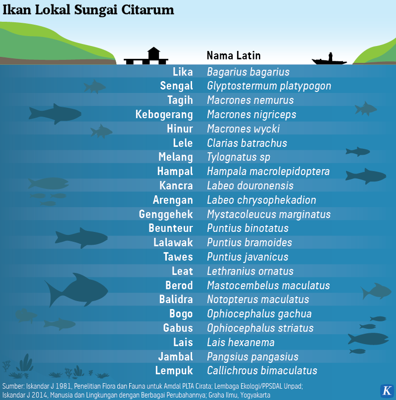 Sukacita Ikan Lokal Di Citarum Tutur Visual